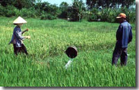 Rice production in the Mekong Delta
