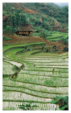 Rice Fields Vietnam