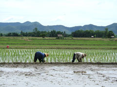 Planting Rice