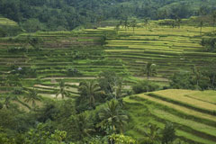 Rice Terraces