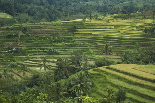 Rice Terraces